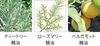 图片 宝丽(POLA) 馥美抗糖化洗发护发素或洗发水550ml