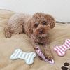 图片 (犬玩具) 印度棉牙膏玩具凉鞋